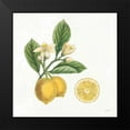 thumbnail image 2 of Schlabach, Sue 12x12 Black Modern Framed Museum Art Print Titled - Classic Citrus I, 2 of 5
