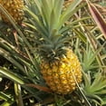 thumbnail image 2 of 1 Elite Gold Pineapple Live Plant, Pineapple Elite Gold Live Plant Edible Fruit Ananas Comosus Garden Indoor Outdoor, 2 of 7