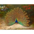 thumbnail image 3 of Thorburn, Archibald 24x19 Black Modern Framed Museum Art Print Titled - Peacock and Peacock Butterfly, 3 of 5
