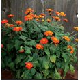 thumbnail image 2 of X2 Live Young Red Mexican Sunflower Plants - Tithonia, Cut Flowers, Flower Bush, 2 of 3