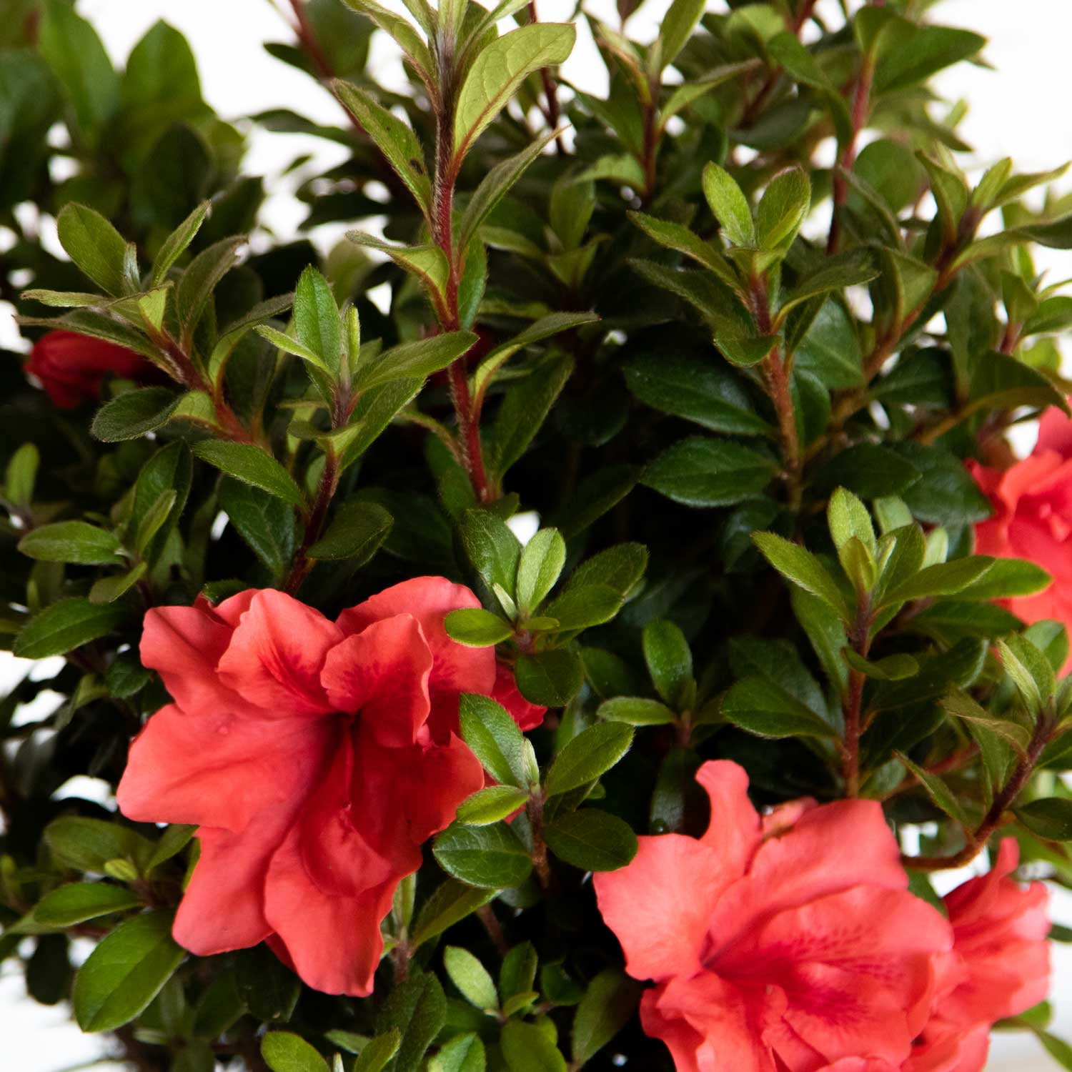 Encore Azalea Autumn Princess (1 Gallon) Salmon Pink Flowering Shrub - Full Sun Live Outdoor Plant