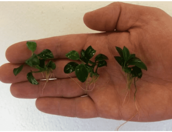 Anubias Nana Petite – Live Aquarium Plant, Easy Care Freshwater Aquascaping Plant