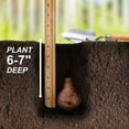 thumbnail image 3 of Garden State Bulb Narcissus Tahiti Double Daffodil Flower Bulbs, 16/18cm (Bag of 50), 3 of 8