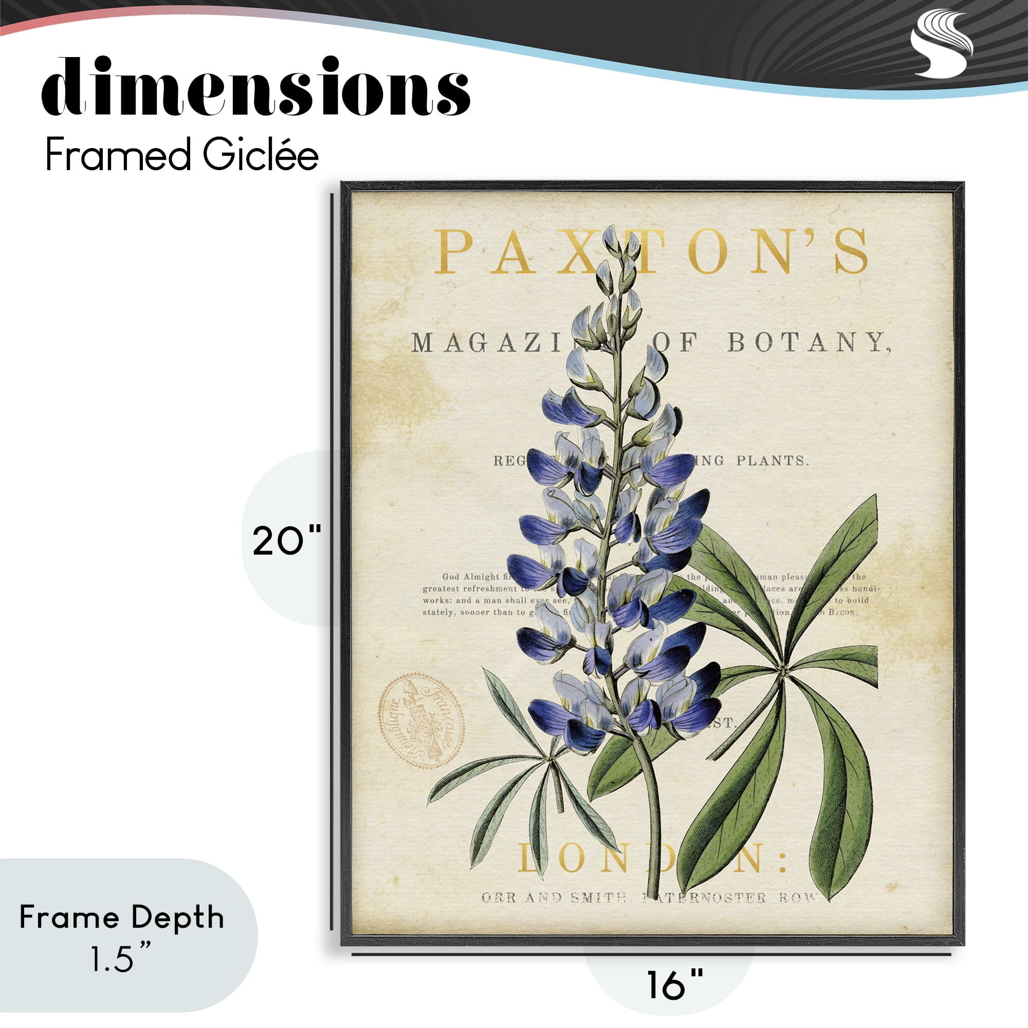 Stupell Industries Natural Botany Lupine Black Framed Giclee Art, design by Susan Arnot
