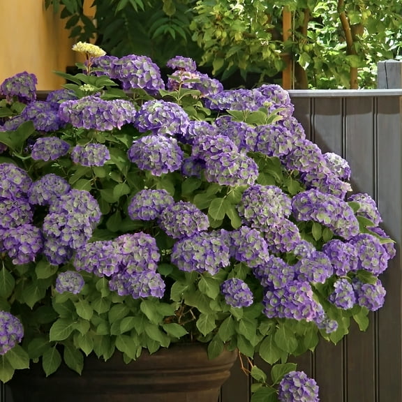National Plant Network 2 gal. Hydrangea Violet Crown Live Shrub with Purple Flowers Part Sun