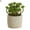 Style#8, variant on Visland 10 cm Artificial Mini Succulent in Cement Pot
