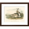 thumbnail image 2 of Rocky Mountain Hare, Animals Framed Art Print Wall Art by John James Audubon Sold by Art.Com, 2 of 5
