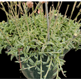thumbnail image 3 of String of Dolphins Senecio Peregrinus Succulent Live Plant 2 Inch for Indoor Outdoor Home Office Garden Decor, 3 of 6