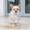 💖 White_Base#60, variant on Waterproof Pet Raincoat EVA Lightweight Weather Protection Jacket for Dogs and Cats Outdoors