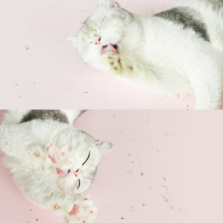 Youpin Furrytail Catmint Lab Cat Organic Premium Catnip Catmint Litter Deodorizing Beads Removaling Excrement Odor Freshing Cat Litter Box Air Housebreaking Mint Scent Pet Products Walmart Canada