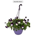 thumbnail image 1 of Expert Gardener #10 Early Spring Hanging Basket Pansy, Assorted Colours & Varieties, Outdoor Live Plants for Home Garden, 1 of 2
