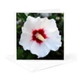 thumbnail image 5 of 3drose, Photograph of a White Rose of Sharon Flower Bloomed in Our Garden., 6 Greeting Cards with Envelopes, 5 of 7