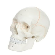 Axis Scientific Numbered Human Skull Model Bundle, 3 Part Life Size Replica, Removable Calvarium (Skull Cap), Mandible (Jaw), 55 Numbered Features, Includes Detailed Study Guide and 3 Year Warranty