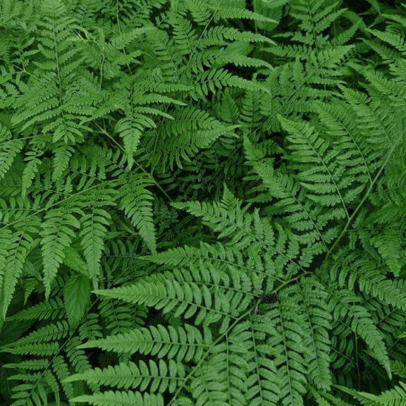 5 Rhizomes Ostrich Ferns Live Plants, Ferns Plants for Outdoor Growing, 3-6 Inch