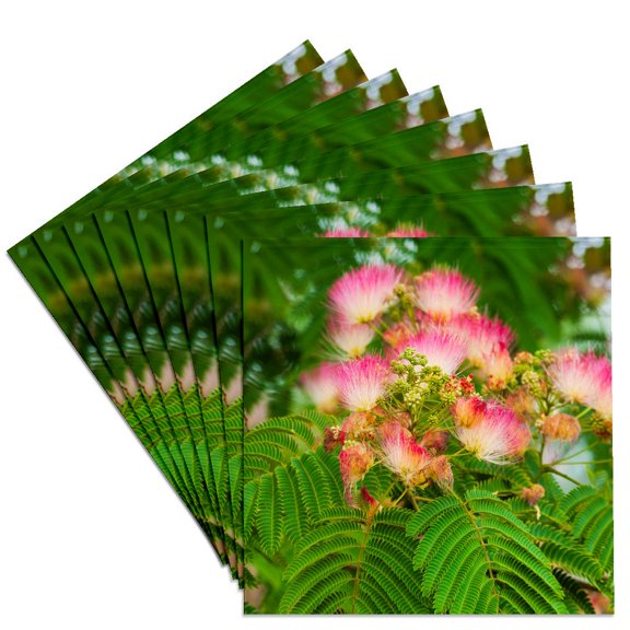 3drose, Mimosa Tree Flowers. Seattle, Washington., Set of 8 Ceramic Tile Coasters