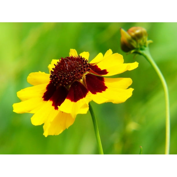 Pointed Flower Maƒae A A Aƒa Sa A Dchenauge Coreopsis Tinctoria Inch By 30 Inch Laminated Poster With Bright Colors And Vivid Imagery Fits Perfectly In Many Attractive Frames Walmart Com Walmart Com