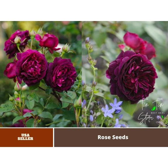30 Rare Seeds| English Shrub Munstead Wood Rose Bush Flower Seeds #1134 |BUY 4 GET 1 FREE|