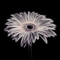 thumbnail image 2 of Frank, Assaf 20x20 Black Ornate Wood Framed with Double Matting Museum Art Print Titled - FTBR 1659 Gerbera, 2 of 4