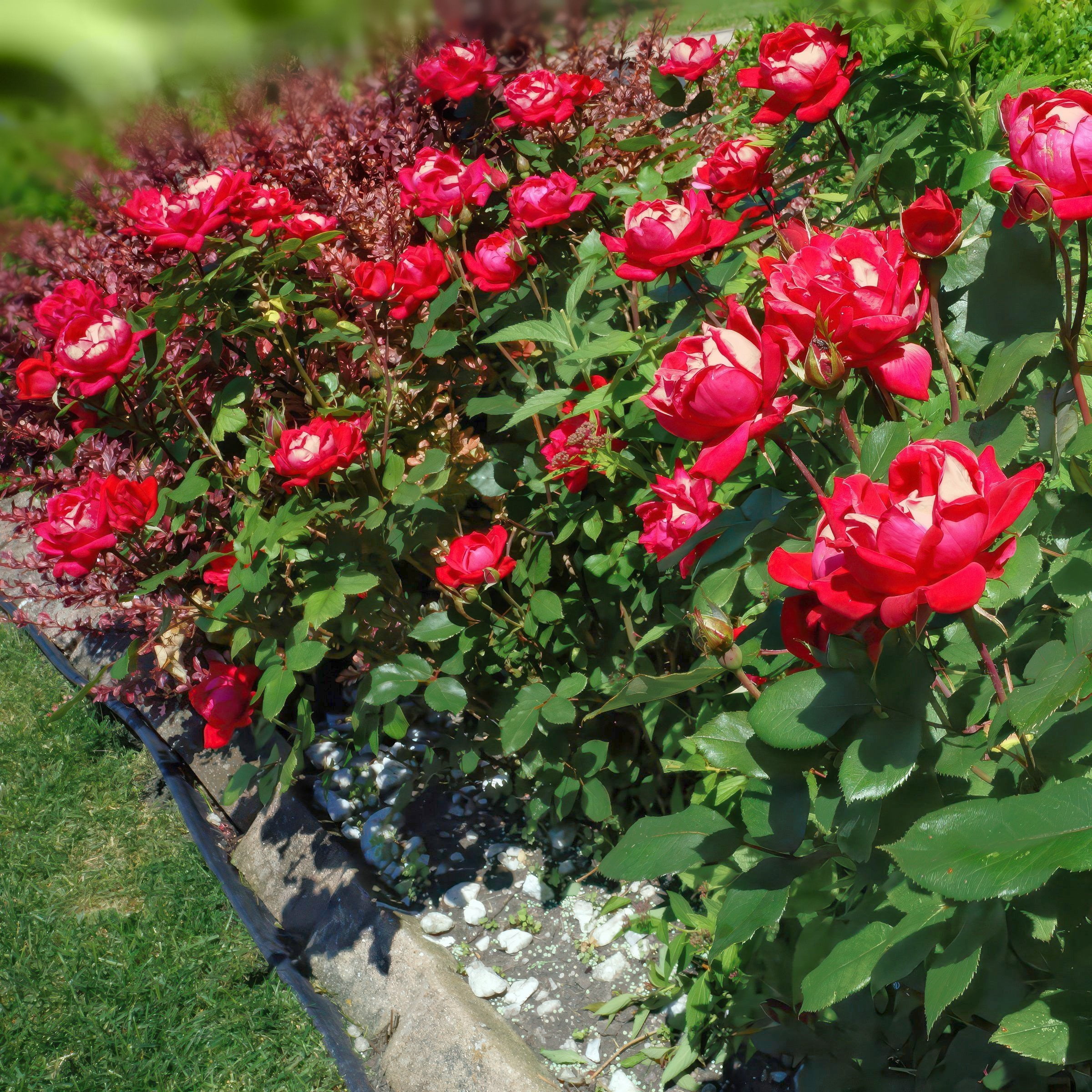 National Plant Network Bare Root Love Rose