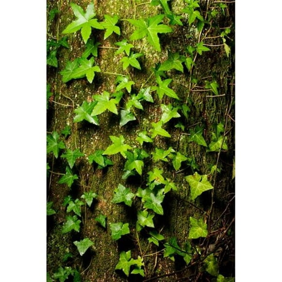 Posterazzi PDDCN02PCL0074 Red Cedar English Ivy Stanley Park British Columbia Poster Print by Paul Colangelo - 18 x 26 in.