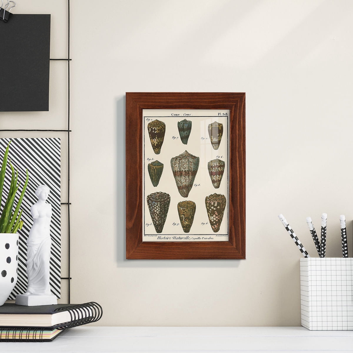 Cone Shell pl. 318 -Framed Print w/glass-Chestnut