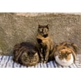 thumbnail image 2 of Kaveney, Wendy 14x11 White Modern Wood Framed Museum Art Print Titled - Italy, Vernazza Three cats beside building wall, 2 of 4