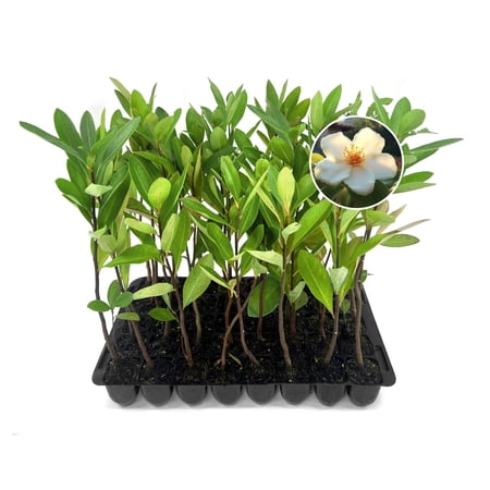 Loblolly Bay | 10 Live Plants | Gordonia lasianthus | Evergreen Flowering Tree for Landscaping | Thrives in Wet Soil & Tolerates Wet Feet