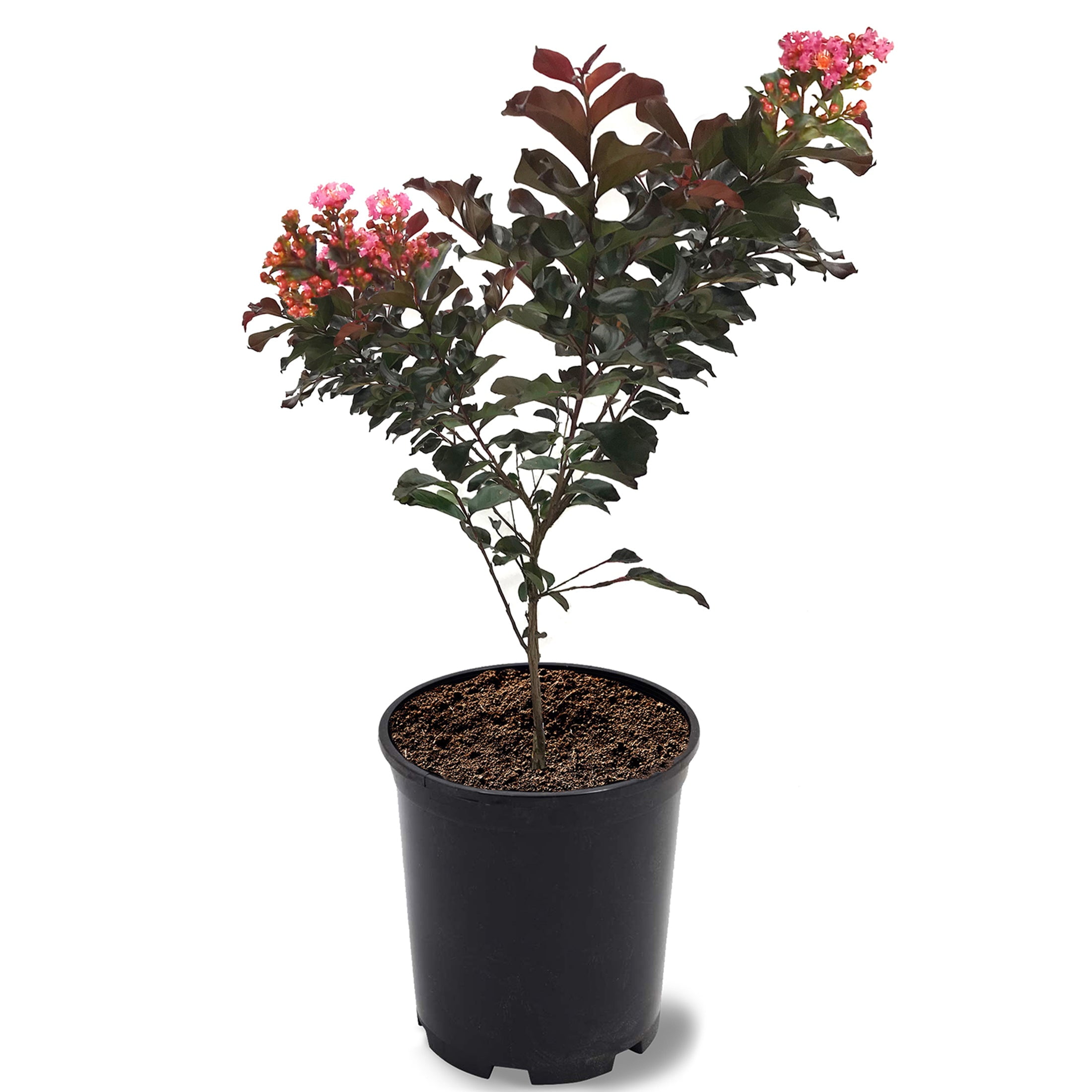 First Editions 3-4 ft tall Plum Magic Crape Myrtle Live Tree in 7-Gallon Grower Pot
