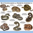 thumbnail image 3 of CafePress - Rattlesnakes Of North America Light T Shirt - Light T-Shirt - CP, 3 of 4