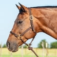 thumbnail image 4 of Nylon Rope Combination Halter, 4 of 4