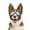 Clear, variant on NAMSAN Dog Goggles for German Shepherd/ Golden retriever Eye Protection with Adjustable Straps