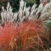 ( 1 ) - Fire Dragon Maiden Grass ( miscanthus ) - Starter Plant ( 4m ) ( 1 live plant )