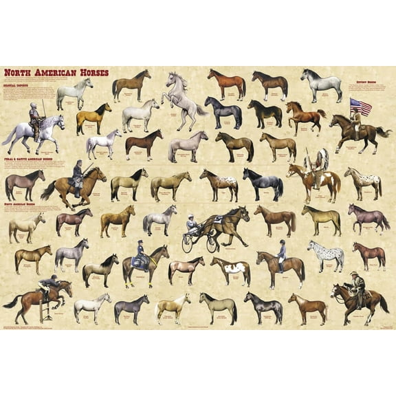 Feenixx North American Horses Chart 24” x 36” Framed Educational Poster