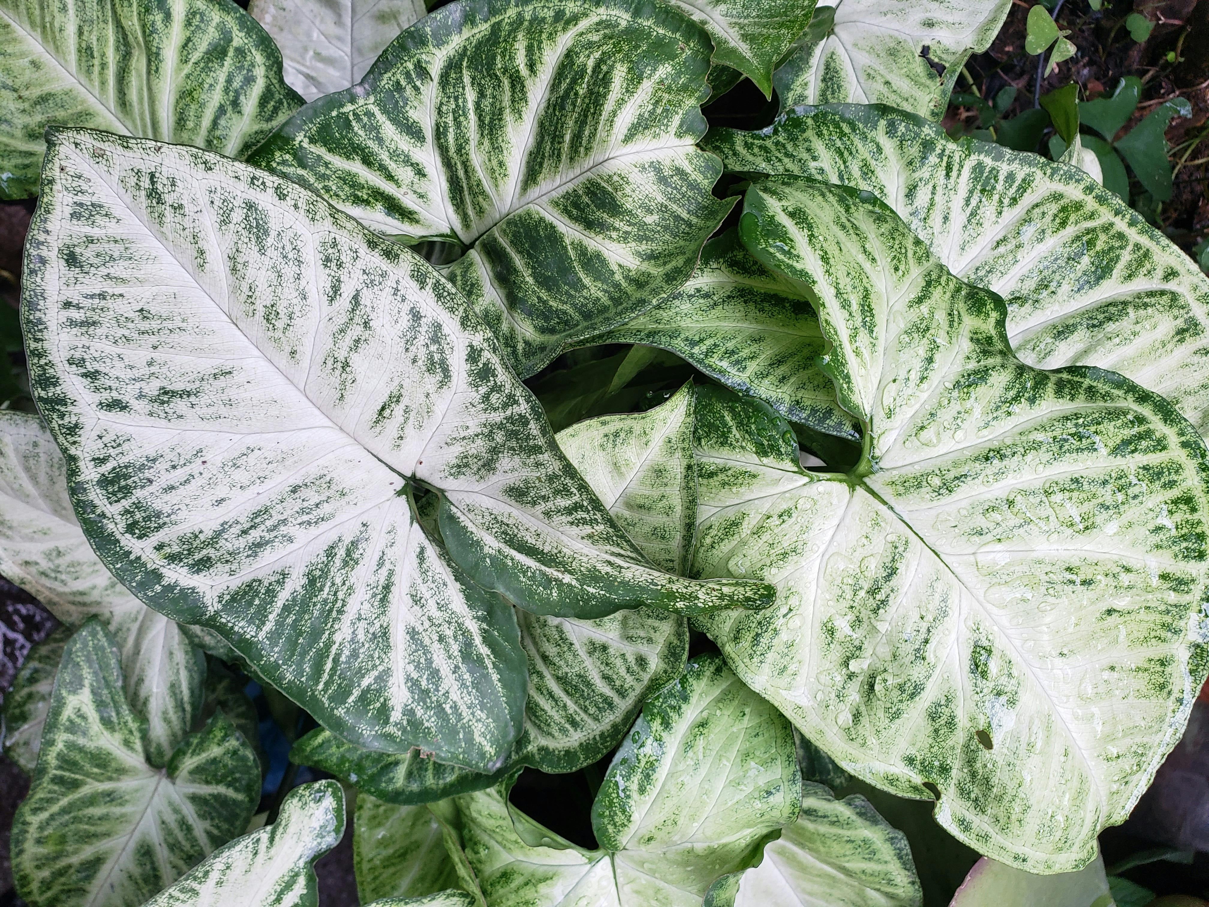 Better Homes & Gardens 1QT Caladium White & Green Perennial Live Plant