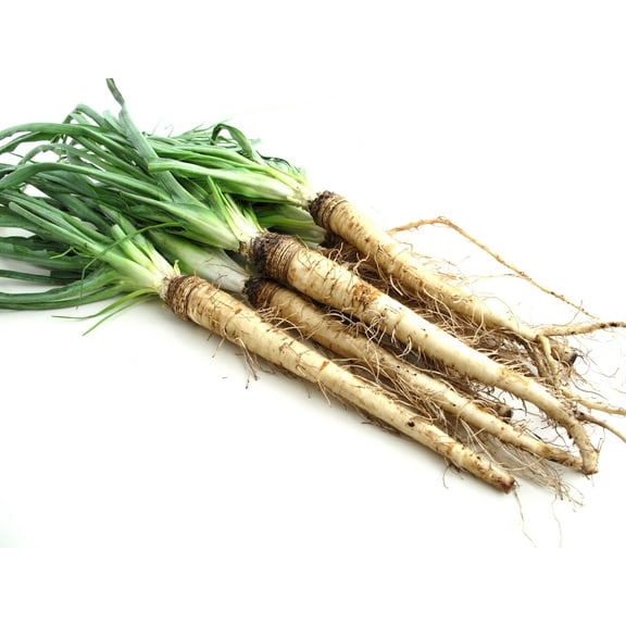 50 MAMMOTH Sandwich Island SALSIFY White Root Vegetable Oyster Flower Seeds