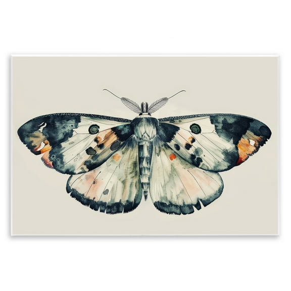 Stupell Industries Watercolor Black Trimmed Moth Animals Painting Unframed Art Print Wall Art, 15 x 10