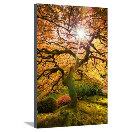 Autumn Maple and Sun, Japanese Garden Portland Oregon Stretched Canvas Print Wall Art By Vincent