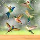 thumbnail image 2 of 6 piezas de adhesivos para ventana de colibrí de tamaño grande, adhesivos anticolisión para ventana para evitar golpes de pájaros en el cristal de la ventana, vinilo no adhesivo, pegatinas de col, 2 of 5
