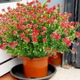 thumbnail image 2 of Sinhoon 8 Bundles Outdoor Artificial Flowers UV Resistant Fake Boxwood Plants Faux Plastic Greenery for Indoor Outside Plants Garden Home Decor, Red, 2 of 8