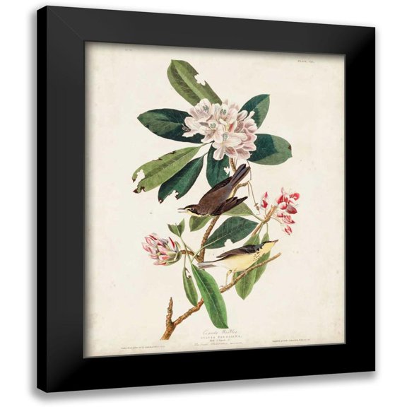 Audubon, John James 12x14 Black Modern Framed Museum Art Print Titled - Pl 103 Canada Warbler