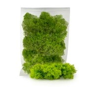 ⭐ Premium Preserved Reindeer Moss for Potted Plants, Terrariums, Fairy Gardens, Arts and Crafts or Floral Decor Design in SPRING GREEN (5 Quart Bag)