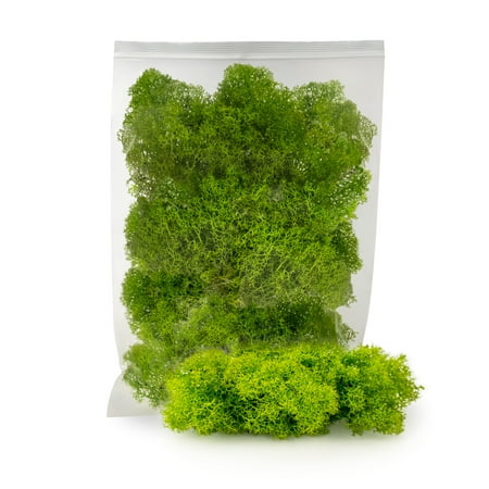 ⭐ Premium Preserved Reindeer Moss for Potted Plants, Terrariums, Fairy Gardens, Arts and Crafts or Floral Decor Design in SPRING GREEN (4 Quart Bag)