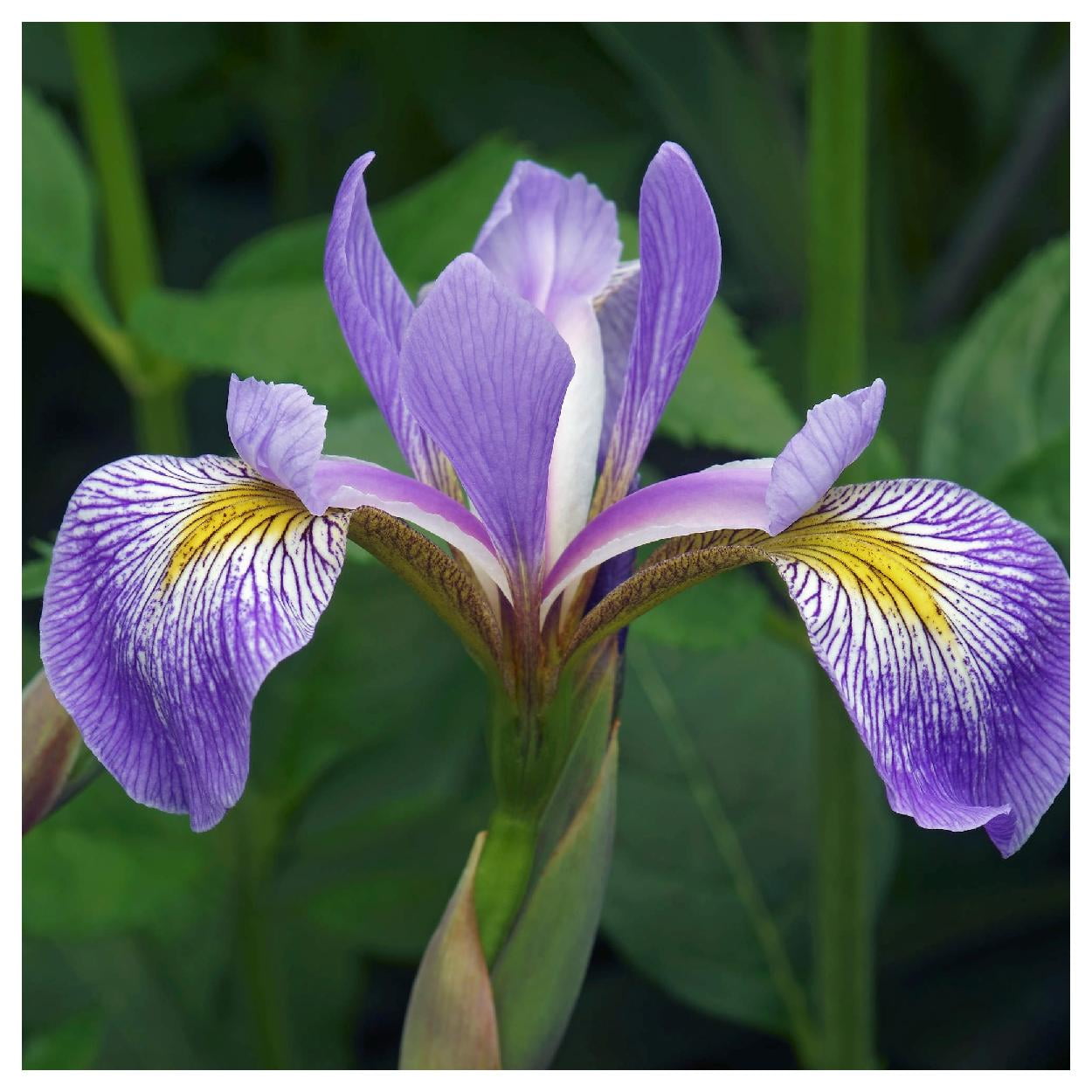 Everwilde Farms - 1 oz Southern Blue Flag Iris Native Wildflower Seeds - Gold Vault Bulk Seed Packet