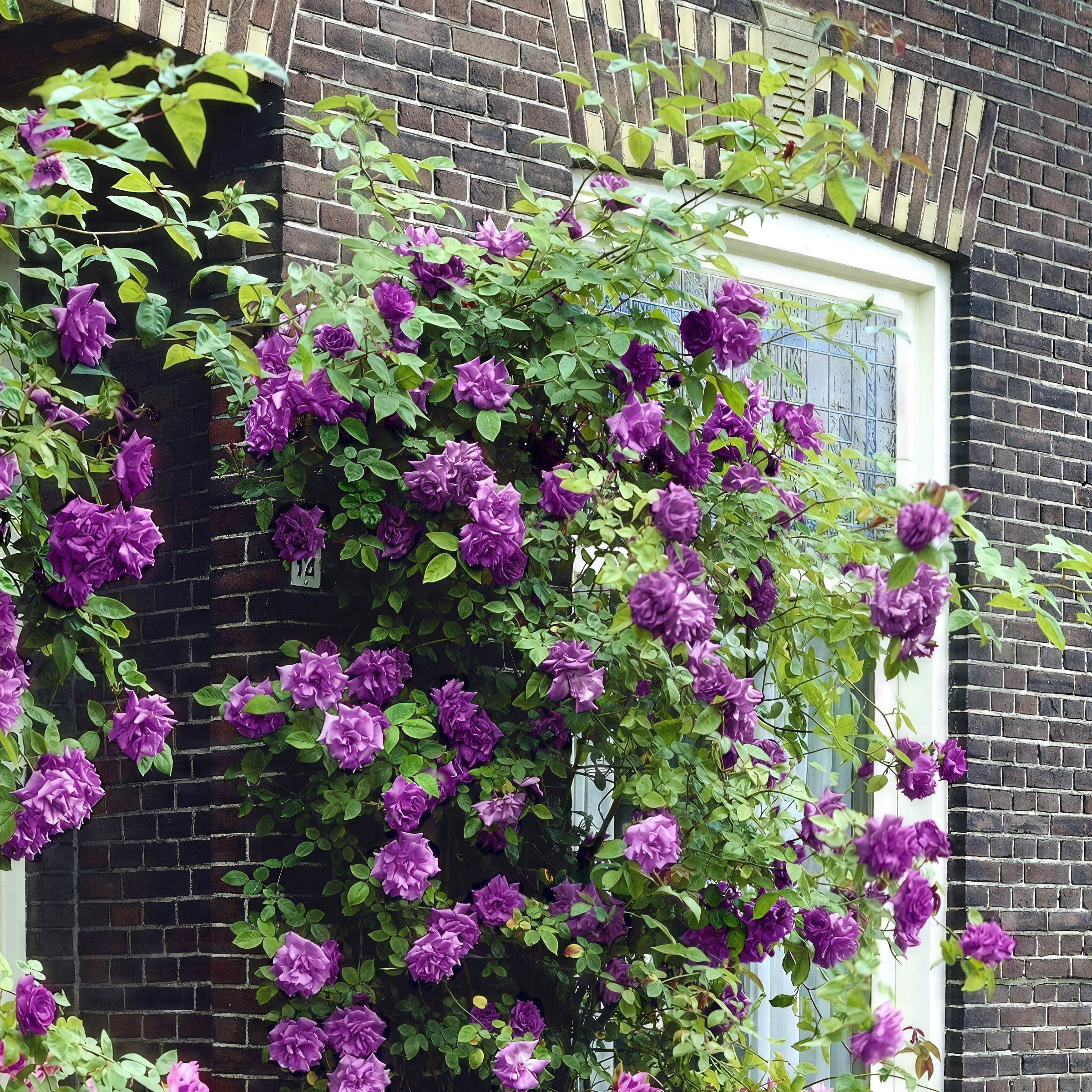 National Plant Network Bare Root Rose Angel Face with Purple Flowers