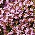 1000 Pcs CM31 Magic Carpet Creeping Thyme Ground Cover Creeping Thyme