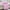 Hot Pink, variant on Naxoaeo Queen Quilt Bedding - Lightweight Summer Quilt Bed, Reversible Light Grey Bedspread Coverlet Scrollwork for All Seasons