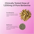 thumbnail image 3 of HUM Best of Berberine Suplemento 1200 mg - Potencia pura para el bienestar metabólico, mejorado con BioPerine para una máxima absorción (60 cápsulas), 3 of 5