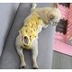 thumbnail image 1 of Pantalones sanitarios para mascotas, pantalones cortos de menstruación con banda ajustable, pañales lavables para perros, pantalones fisiológicos para mascotas para interiores, 1 of 4