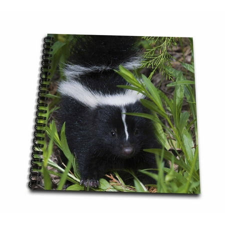 3dRose Striped Skunk Kit - Mini Notepad, 4 by 4-inch