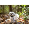 thumbnail image 4 of Pets First kansas City Royals Pet Leash, Small, 4 of 4